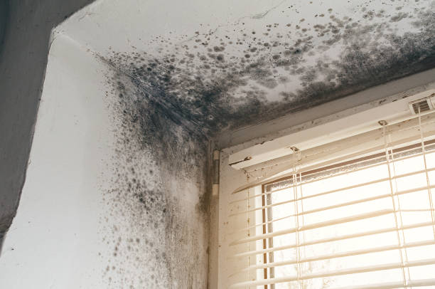Affordable Mold Cleanup solutions in Union City, GA
