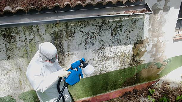 Trusted Mold Removal service in Union City, GA - Cheap Mold Removal